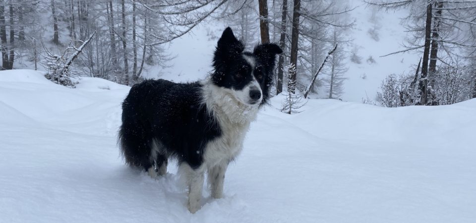 dogsitting_inverno-03